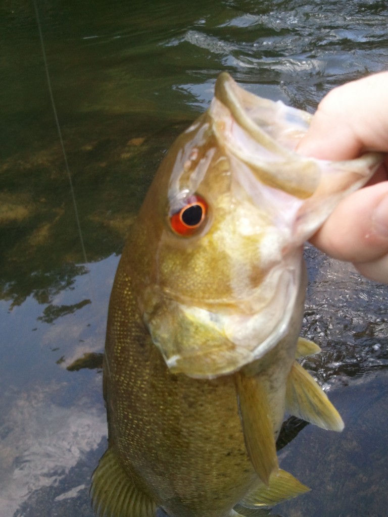 Toccoa River Fishing Report June 2011 - Man Versus Fish