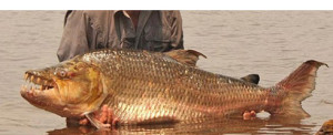 fishing for goliath tigerfish