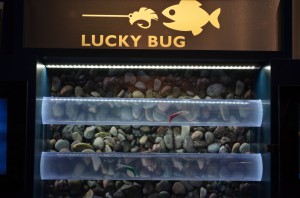 Lucky Bug Swimming