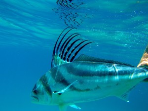 Rooster Fish Catch and Release